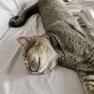 گربه نژاد بریتیش میکس