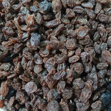 فروش کشمش درجه یک