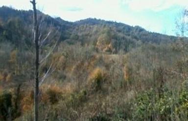 زمین کشاورزی دور بره اطاقور ویو جنگلی عالی 531متر