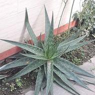 گل آگاو ابلق و آلوورا