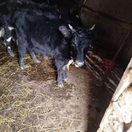 لیشه تلیسه جنس گاو ماده