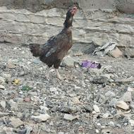 معاوزه باقناری