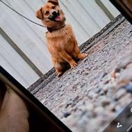 واگذاری سگ پاکوتاه بازی کوش