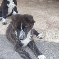 سگ قدرجونی واگذاری