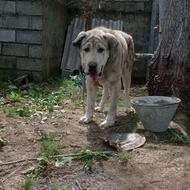 ‌سگ‌پژدر‌نگهبان