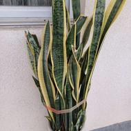 تعداد زیاد گل