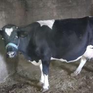 فروش گاو شیری