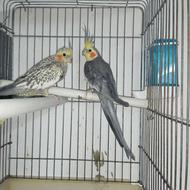 عروس هلندی جفت روی تخم