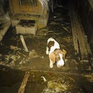 سگ سه ماه اصیل واگذاری