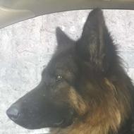 ژرمن شپرد شولاین ماده واگذاری