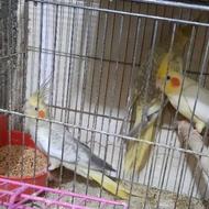 پرنده عروس زیبا همه مولد