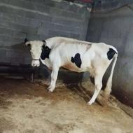 گاو و گوساله