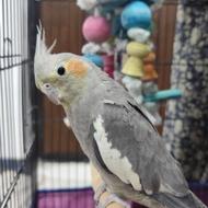 عروس هلندی فوری