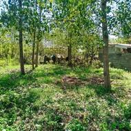 باغات داخل طرح هادی