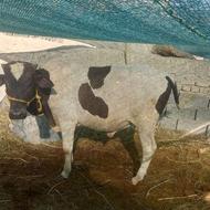 دو عدد راس گاو نر