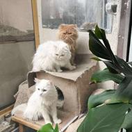 گربه پرشین سوپر فیلت