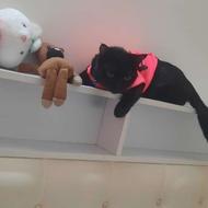 گربه تمام مشکی.جنسیت نر