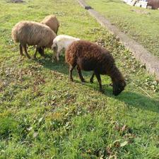 سه راس گوسفند درشت آبستن