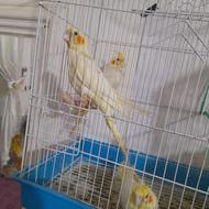 عروس هلندی تازه دونخور