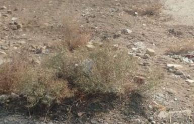 500متر زمین در قهجاورستان روبه روی آمرزید آباد.