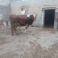 فروش دو راس ماده گاو با یک گوساله