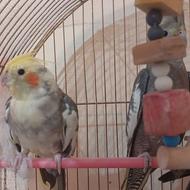 فروش عروس هلندی