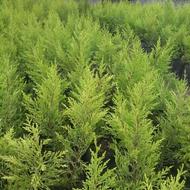 فروش نهال زینتی لاوسون