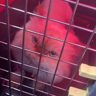 واگذاری گربه پرشین