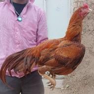 3عدد خروس لاری آماده برای جنگ