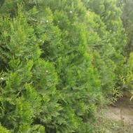   عمده سرو و کاج زینتی لاوسن ، کامیس ، سرو خمره ای