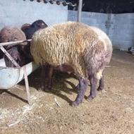 فروش بره نر شیر مست پای پروار