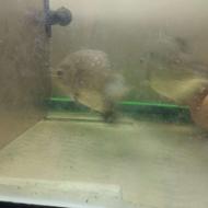 دو عدد پیرانا اکلیلی حدود 20سانتاز دست بزرگ تر دانه