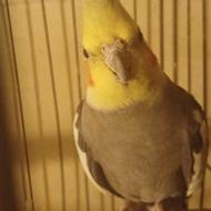 دوعدد عروس مست مست هردو بی عالی