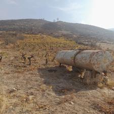یک هکتار باغ انگور واقع در روستای کشانک