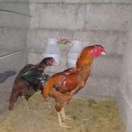 خروس و مرغ لاری سرحال