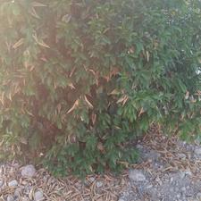 زمین مسکونی فیروزآباد