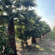 خونه باغ عالی برای ویلا