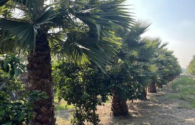 خونه باغ عالی برای ویلا