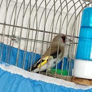 سهره کرمونی معاوضه با سهره رسمی