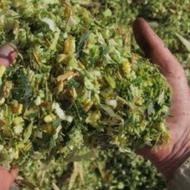 ذرت علوفه ای