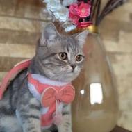 گربه بریتیش اسکاتیش ماده 7 ماهه