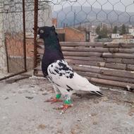 کبوتر کله سیاه پاک درشت