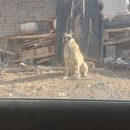 سگ نژاددار واگذار