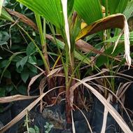 گل و گیاهان بیرونی