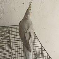 عروس هلندی مولد معاوضه با قناری