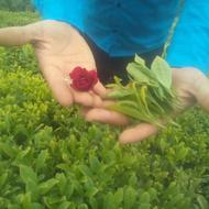 فروش انواع مرکبات پرتقال نارنج شمال