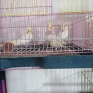 جوجه عروس هلندی