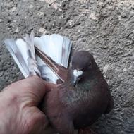 کبوتر و کفتر