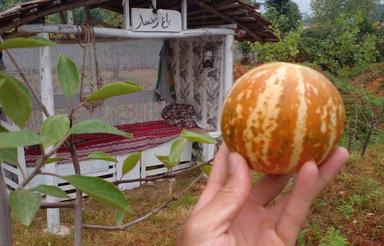 ویلای جنگلی خوب