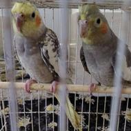 فروش عروس هلندی فوری